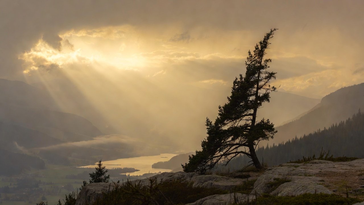 Resilient evergreen tree standing tall after a storm, symbol of mental strength