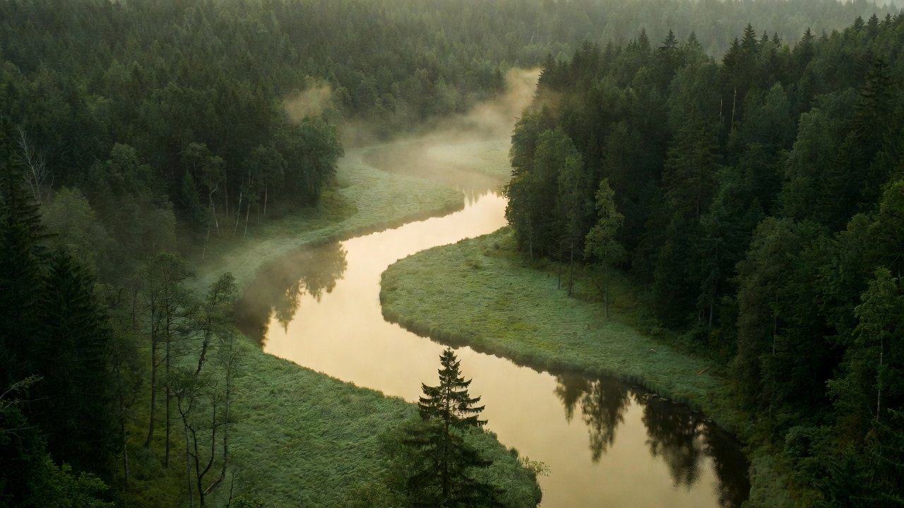 A winding river through a calm green forest at dawn, symbolizing a steady path forward with adult ADHD